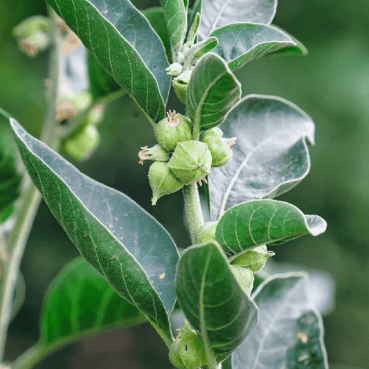 Ashwagandha