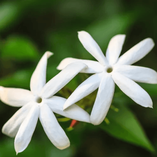 Flores blancas