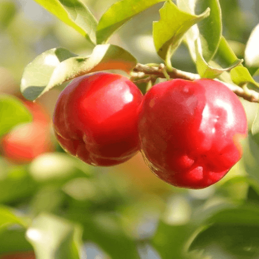 Guaraná