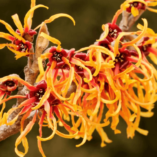 Hamamelis