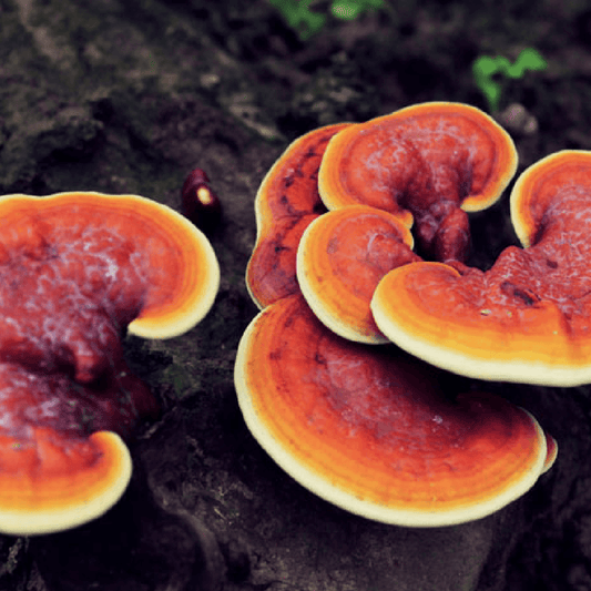 Reishi