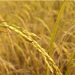 Aceite de Arroz