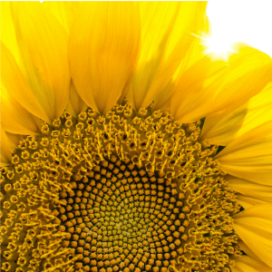 Aceite de Girasol