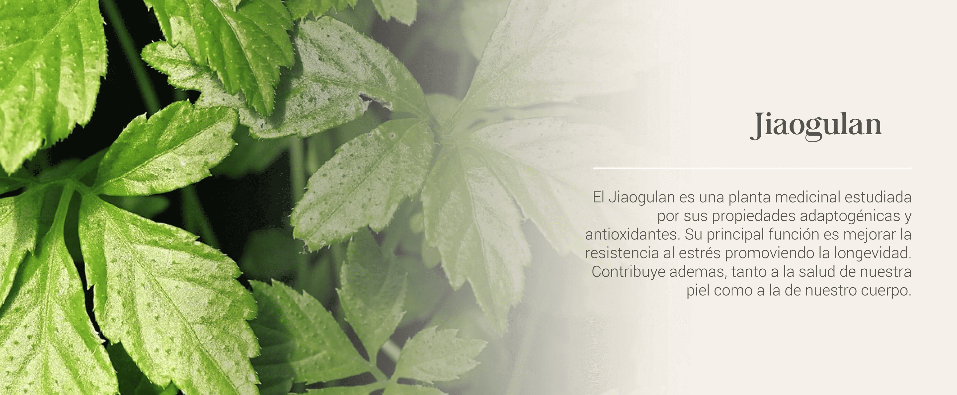Jiaogulan, planta medicinal estudiada por sus propiedades adaptogénicas y antioxidantes