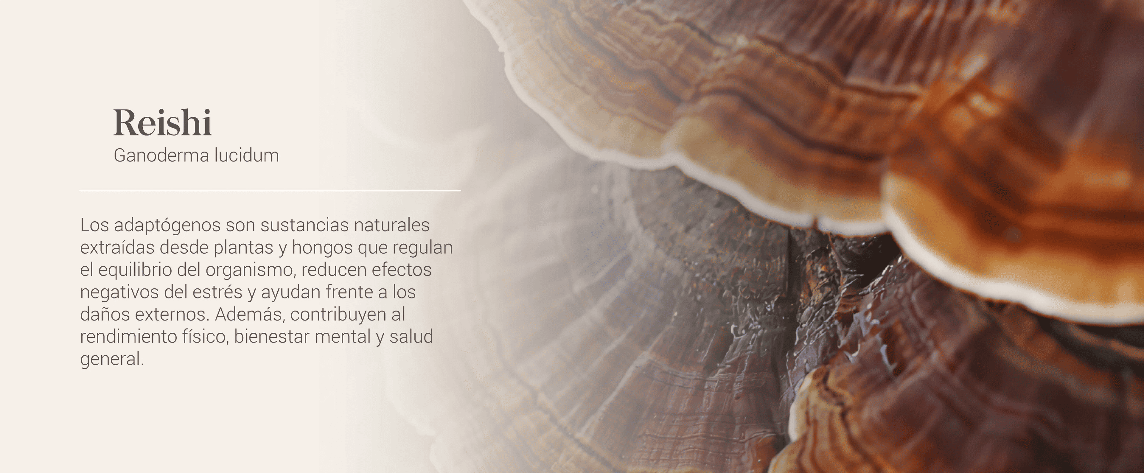 Reishi Ganoderma Lucidum. Adaptogenos extraído desde plantas y hongos naturales.