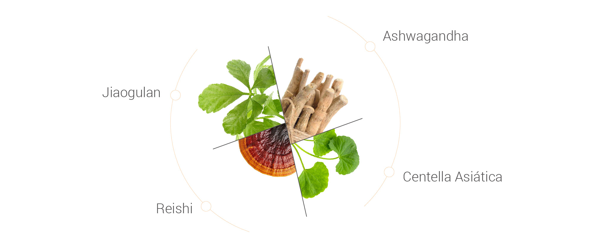 Ashwagandha, Centella Asiática, Jiaogulan, Reishi