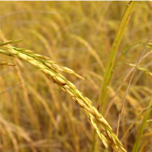 Aceite de Arroz