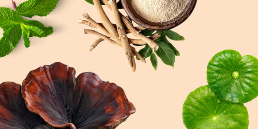 ¿Qué son los adaptógenos y cómo actúan?